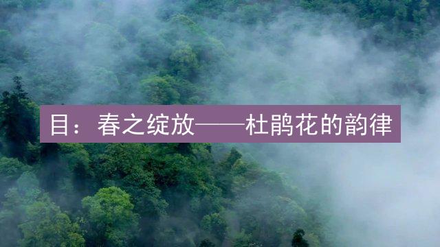 目：春之绽放——杜鹃花的韵律